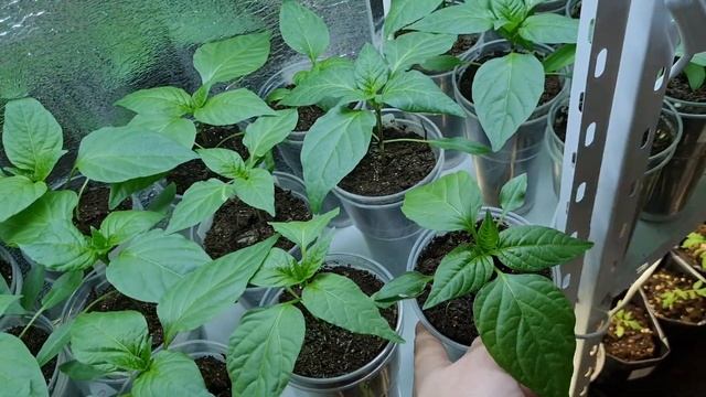 Обзор Рассады на 2023 дачный сезон | Будни вечера  огородника дачника садовода