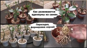Как развиваются адениумы из семян. Пересадка, формировка кроны и корней.