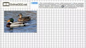 Вопрос №4 § 11. Взаимное притяжение и отталкивание молекул - Физика 7 класс (Перышкин)