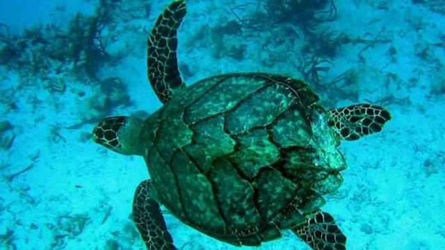 Морские обитатели для детей смотреть онлайн