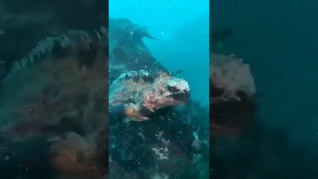 Морская игуана – единственная океанская ящерица в мире. ?тайны Океанов смотреть онлайн