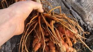 Выращиваем куркуму