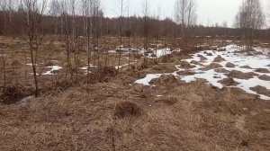 Манок на Вальдшнепа