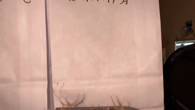 Покупки с выставки насекомых 21.10.2023