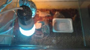 Переделали аквариум в террариум