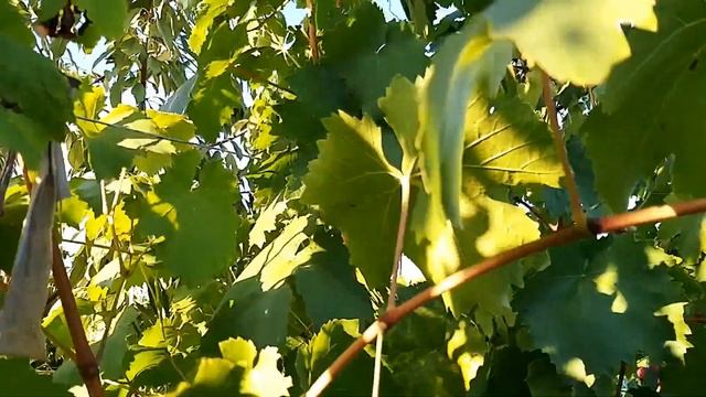 Виноград Сиреневый туман. смотреть онлайн