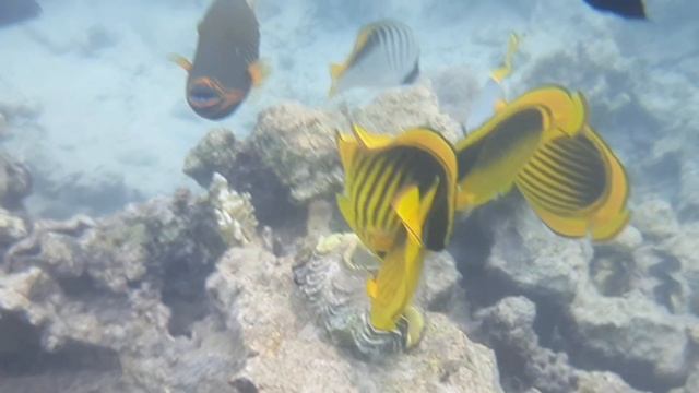 Скат, мурена, и все с кем мы плавали в Красном море. Шарм Эль Шейх смотреть онлайн