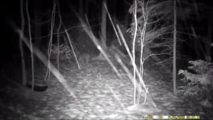 Волки сторожат кабанов на кормушке. Видео с фотоловушки.