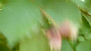 Обзор РАЗНЫХ СОРТОВ фундука. часть 2