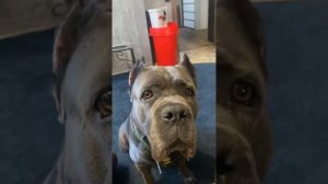 Кофе тайм?☕️#tttt #canecorsoitaliano #канекорсо #canecorso