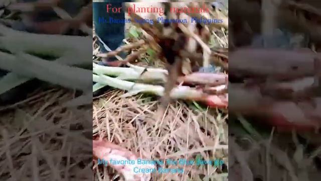 Blue java banana best planting materials .It's time to do plant now ! do not ways your time! смотреть онлайн