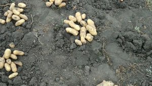 Сбор урожая картофеля. Небывалый урожай! Сорт Киранда.
