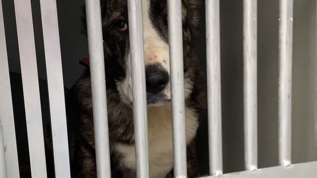 Ковров-Москва-Гамбург!Пёрышко,бывшая русская.14.06.21 отметит день рождения- 6 мес ДОМА!+7915778778 смотреть онлайн