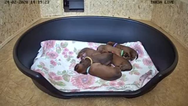 Я Такса ? DAY 19 Прямая трансляция.Питомник Русский Ассортик представляет помет щенков такса смотреть онлайн