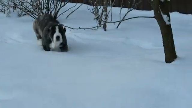 Тигровый алабайчик. смотреть онлайн