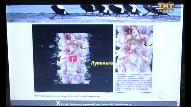 Гладиолус "Лувеньга". 28.10.2016 смотреть онлайн