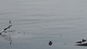 Рыбалка на карася. Карась в каждый заброс. ZOOM поклевки