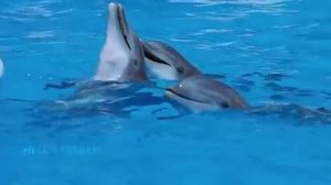 Автостопом по галактике 2005 Песенка Дельфинов