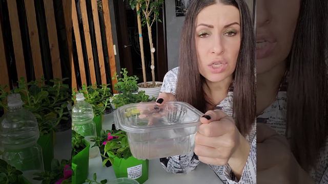 Лучший способ черенкования петунии.Прищипка и стрижка. смотреть онлайн