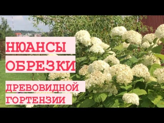 ОБРЕЗКА ДРЕВОВИДНОЙ ГОРТЕНЗИИ АННАБЕЛЬ ? ЕСТЬ НЮАНСЫ ?.mp4