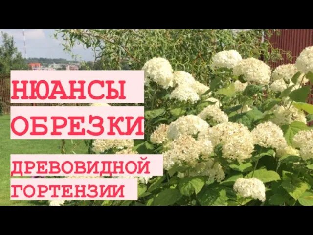 Гортензия анабель обрезка весной схема видео 2 3 года