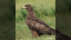 Малый подорлик.