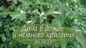 Дождливый денек и немного милоты | Vlog дача как есть. Хроника. 28.04.2023