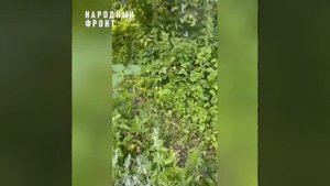 Воронежцы сняли на видео трубу, которой в лесу якобы нет — из нее хлещет по дубраве и через дамбу