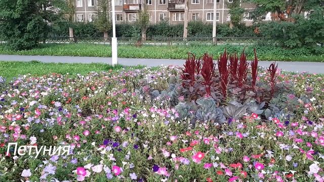 Ботанический квартирник. Выпуск № 19. Клумбы бульвара Фоменко. смотреть онлайн