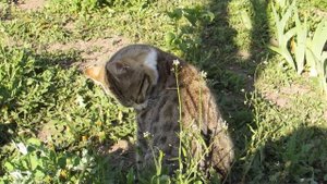 Коршун палит Кота.Мама Коршун на гнезде.