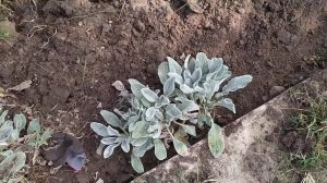 Стахис или овечьи ушки.