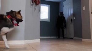 Маска волка | Wolf mask