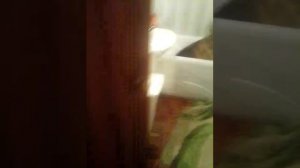 Собака провинилась