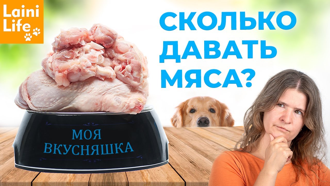 Сколько мясо давать собаке. Продукты токсичные для собак. Натуралка для собаки завтра.