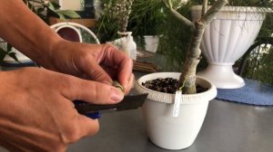 АДЕНИУМ ОБРЕЗКА ПРИВИВКА УКОРЕНЕНИЕ 4К