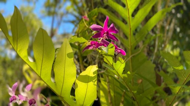 НЯЧАНГ! Остров орхидей и остров обезьян своим ходом!!! смотреть онлайн