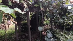 Вот она какая Япония в октябре!1часть-деревья🇯🇵🎎🎌💓💜