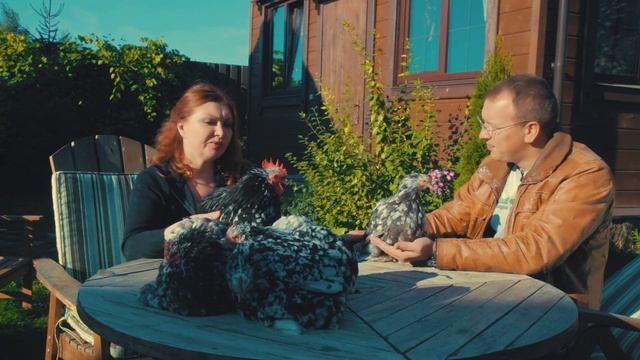 В чем секрет карликовых пород кур? Обзор породы: КАРЛИКОВЫЙ КОХИНХИН  \\ Уникальная порода