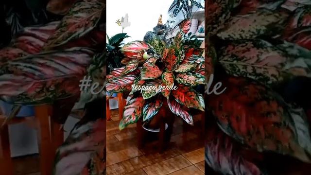 tour 15 #plantas do meu #jardim  #short #jardinagem #flores #folhagens #paisagismo #houseplants