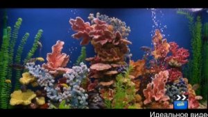 Самые красивые аквариумы в мире