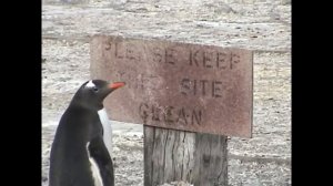 Антарктика. Умные пингвины.