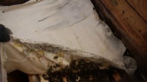 Как зимует карника. Живы ли пчелы. Февраль на пасеке, помогаем пчелам.