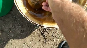 .Подкормка ремонтантной малины.