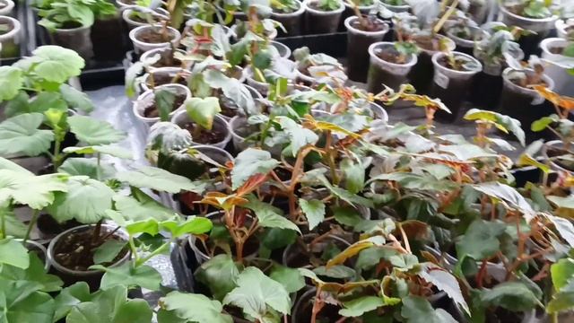 "Прищипка бегоний"- волнующий всех вопрос.Мои наблюдения. смотреть онлайн