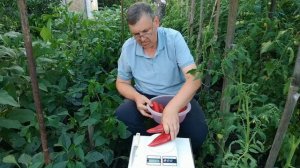 Сладкий перец Портека  паприка