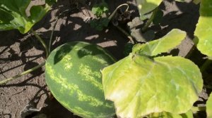 ФУТАЖ Арбуз спеет