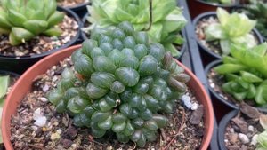 Haworthia cooperi var. truncata (aka obtusa) Quick Overview & Care Tips