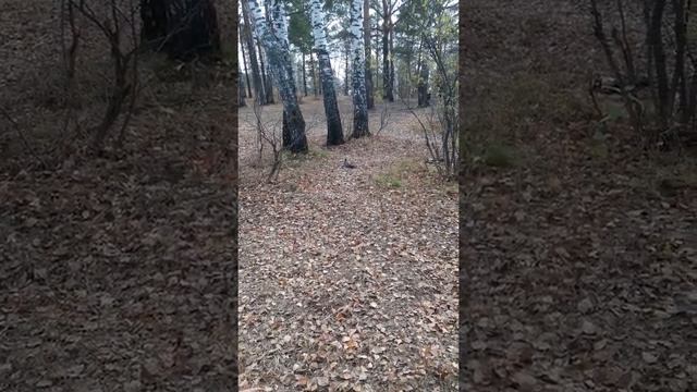 Белка делает запас на зиму. смотреть онлайн