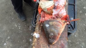 Филе из крупного сазана за 10 минут. Филе