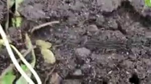 ПРОВЕРЕННЫЕ СПОСОБЫ БОРЬБЫ С РЫЖИМИ САДОВЫМИ МУРАВЬЯМИ